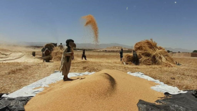 تصویر تولید ۴.۵۴ میلیون تُن گندم در افغانستان؛ کاهش کشت و کمبود ۲.۳۳ میلیون تُنی 