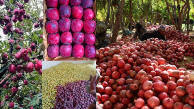 تصویر توافق صادرات میوه‌ها و سبزیجات افغانستان از طریق اوزبیکستان به دیگر کشورها