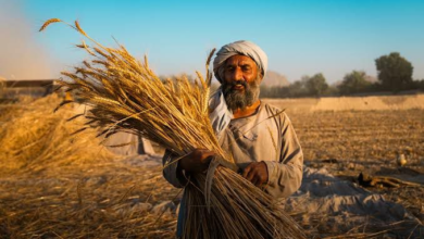 تصویر عربستان سعودی یک میلیون دالر برای تقویت زراعت و امنیت غذایی افغانستان کمک کرد 