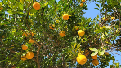 تصویر حاصلات مالته ننگرهار امسال به ۲۲۱۴ تُن رسید؛ ۵ درصد افزایش نسبت به سال گذشته 