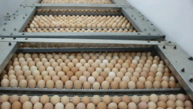 تصویر قندهار به خودکفایی کامل در تولید تخم‌مرغ رسید | روزانه ۴۰۰ هزار دانه تولید می‌شود 