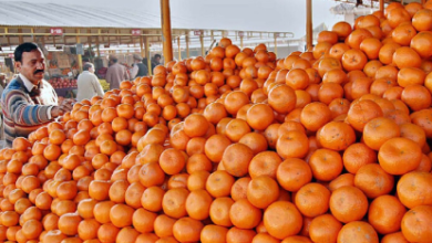 Photo of Pakistan’s kinno exports falter as tensions with Afghanistan continue