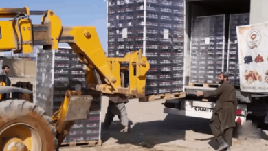 Photo of Kandahar’s Pomegranates Reach Qatar for the First Time