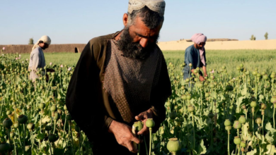 تصویر گزارش یوان‌اودی‌سی: پایبندی بالا به ممنوعیت کشت کوکنار در بدخشان، بلخ و کندز؛ اما بیشتر خانواده‌ها درآمدازدست‌رفته را جبران نتوانسته‌اند 