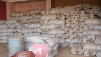 Photo of With Torkham Closed, Nangarhar Farmers Find New Profit in Central Asia