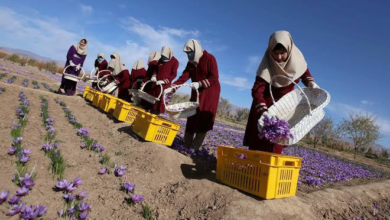 تصویر زعفران هرات برای دهمین بار برنده جایزه «طعم برتر» انستیتوت بین‌المللی مزه شد