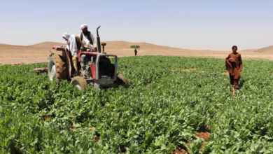 Photo of UN report shows sharp decline in Afghan opium cultivation; warns of synthetic drug threat