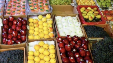 تصویر صادرات بیش از ۲۲ هزار تُن میوه‌ تازه از هرات 