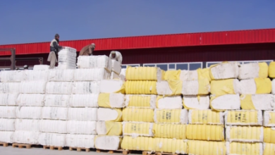 Photo of Afghanistan’s Cotton Exports Decline Amid Ongoing Challenges