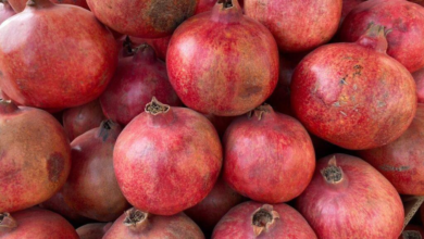 تصویر صادرات ۲۳ هزار تُن انار از کندهار به بازارهای جهانی در سال ۱۴۰۴