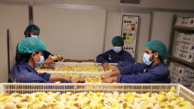 Photo of Poultry Sector Expands in Kandahar After Trade Disruptions