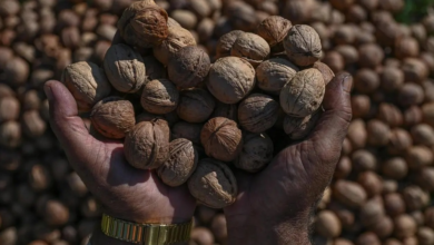 Photo of Indian customs seize Chinese walnuts falsely declared as Afghan