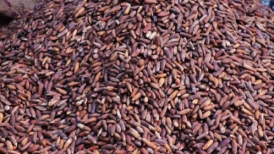 Photo of Afghanistan’s Pine Nut Exports Rise by 25% in 2025