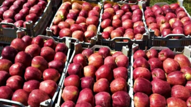 Photo of Afghanistan steps in to replace Iran in supplying fruits and vegetables to Russia