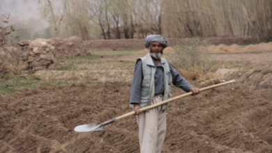 تصویر ایف‌ای‌او: بیش از ۱.۷ میلیون خانواده زراعت پیشه در افغانستان به کمک فوری نیاز دارند