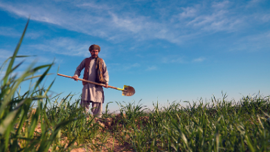 Photo of Afghanistan opens doors to agribusiness investments amid rising opportunities