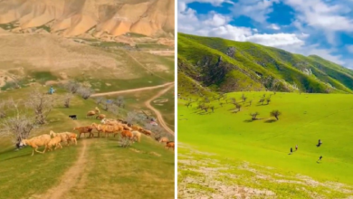 تصویر تثبیت بیش از ۲۷ میلیون جریب علفچر عامه در سه ولایت