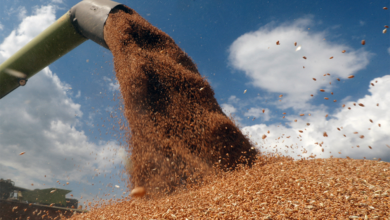 Photo of Kazakhstan reports 2.3-fold rise in grain exports to Afghanistan