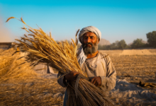 Photo of FAO, World Bank launch matching grants to support Afghan agribusinesses and rural jobs