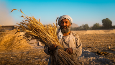 Photo of FAO, World Bank launch matching grants to support Afghan agribusinesses and rural jobs