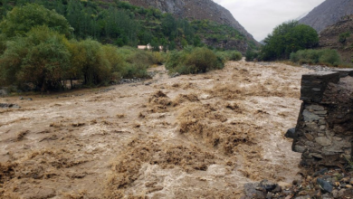 تصویر سیلاب‌ها در نورستان ده‌ها رأس مواشی را تلف کرد