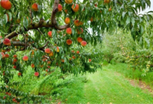 Photo of More than 11,000 metric tons of peaches will be harvested from Nangarhar orchards