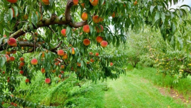 Photo of More than 11,000 metric tons of peaches will be harvested from Nangarhar orchards