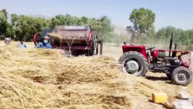 Photo of Kapisa Wheat Harvest Meets 40% of Province’s Needs