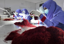 Photo of Afghan Saffron Exports to Global Markets Increase