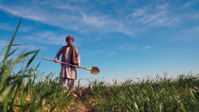 Photo of Afghanistan, UNDP discuss expanding cooperation in agriculture and rural development
