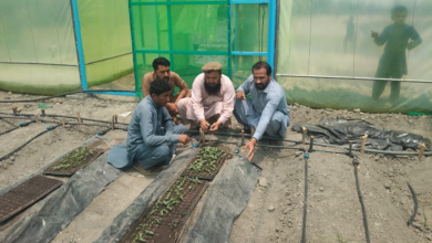 Photo of World Bank: Food system reforms could boost food security and jobs in Afghanistan
