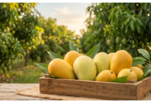 Photo of Mango growers suffer heavy losses as exports fall and climate takes its toll