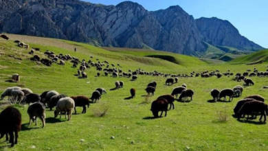 تصویر تثبیت بیش از ۳.۷ میلیون جریب علفچر در ولایت سمنگان