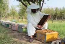 Photo of Honey Production in Herat Rises 50%