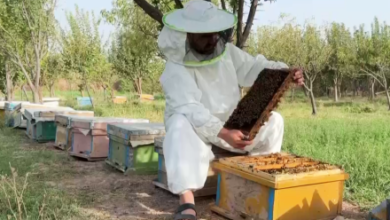 Photo of Honey Production in Herat Rises 50%