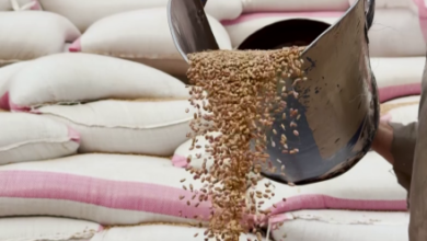 Photo of 50 Flour Mills Operating in Balkh, Employing More Than 5,000 People