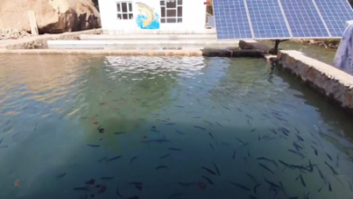 Photo of Bamyan Sees Growth in Fish Farming, Farmers Seek More Support