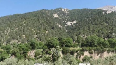 Photo of Community Councils Established to Protect Forests in Nuristan