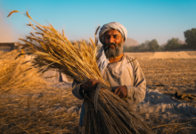 Photo of FAO warns water shortages and heat put Afghanistan’s agriculture under pressure