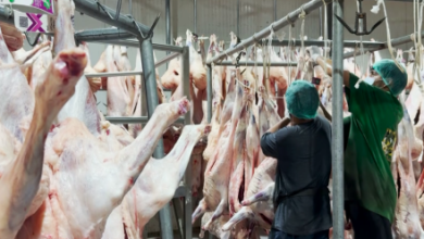 Photo of Mutton Exports From Balkh to Uzbekistan and Tajikistan Increase