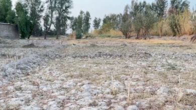 Photo of Nimroz Farmers Suffer Heavy Losses Due to Drought