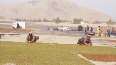 Photo of Kandahar Golden Raisin Producers Seek Access to International Markets