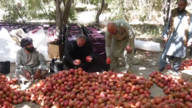 Photo of Russian Trader Plans to Export 5,000 Tons of Kandahar Pomegranates