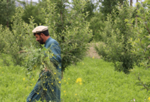 Photo of Afghan farmers adopt climate-resilient innovations to improve food security