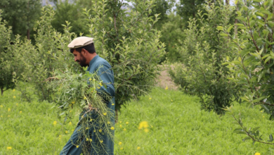Photo of Afghan farmers adopt climate-resilient innovations to improve food security